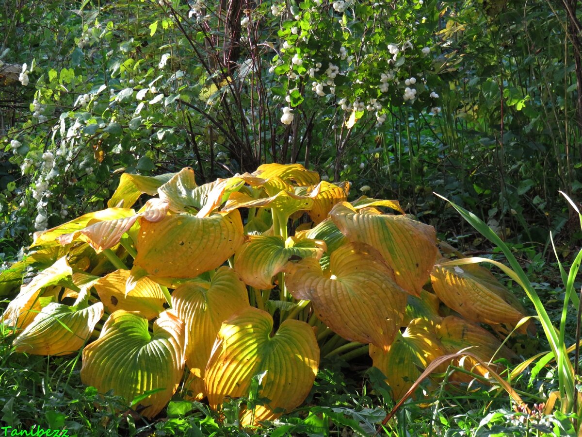 Kto to neurobí, bude ľutovať. Jesenná procedúra zachráni hostu pred zimou