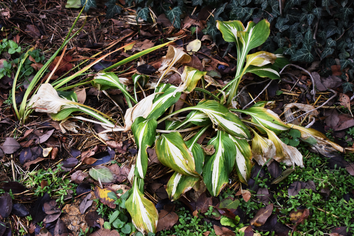 Kto to neurobí, bude ľutovať. Jesenná procedúra zachráni hostu pred zimou