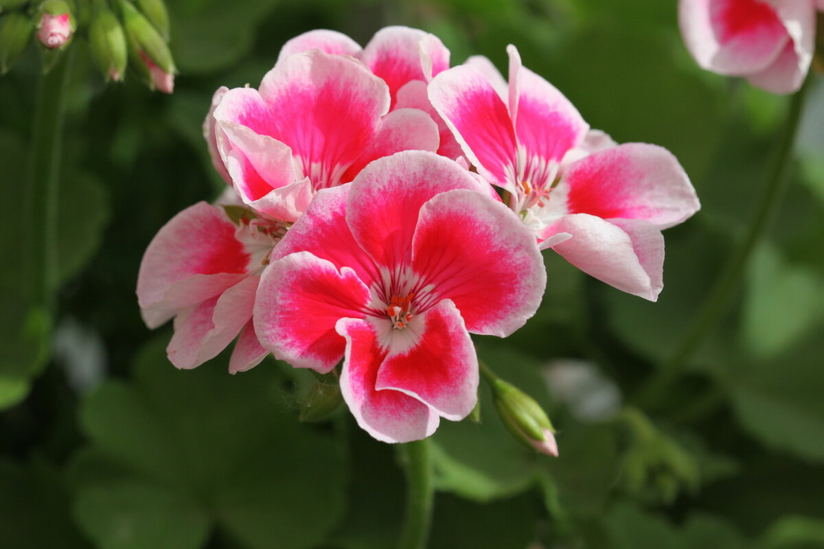 Ako prezimovať pelargónie, aby nás potešili v lete? Hlavné chyby