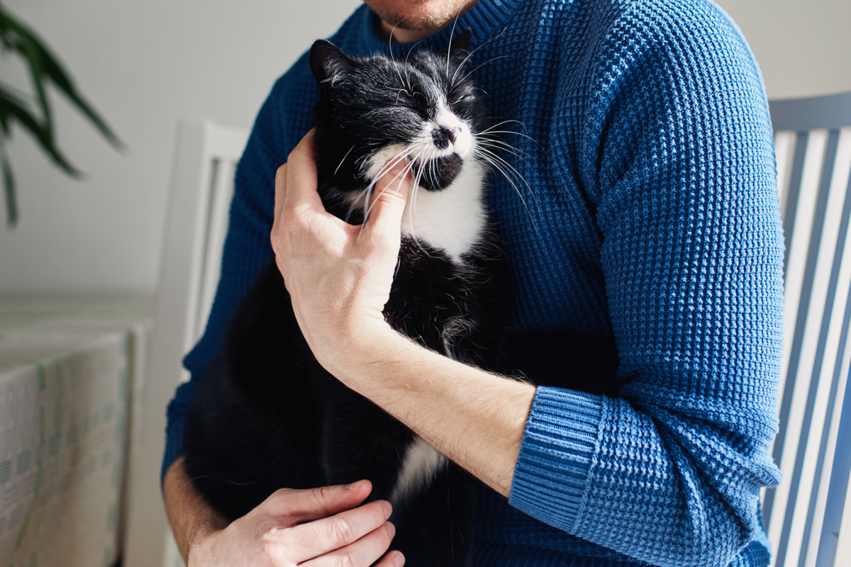 Moja mačka miluje, keď ju nosím na rukách: prečo sa tak správa?