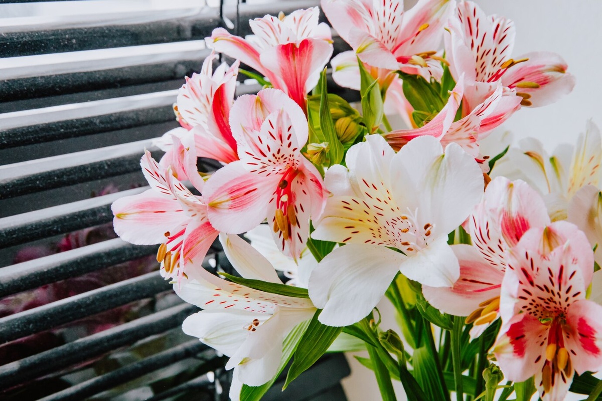 Ak máte mačky, vyhýbajte sa tejto rastline: prečo môže byť nebezpečná