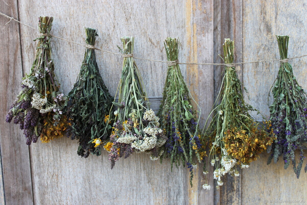 Zvyšujú odolnosť voči stresu. Cenné bylinky pre črevá a mozog