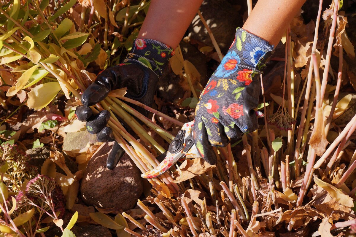 Koniec jesene v záhrade: kompletný zoznam toho, čo je potrebné orezať do polovice novembra