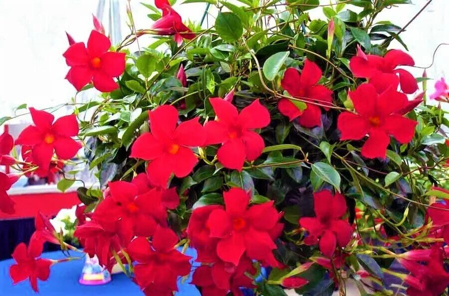 Starostlivosť o diplodóniu v zime: najlepším miestom na prezimovanie je útulný kútik v dome