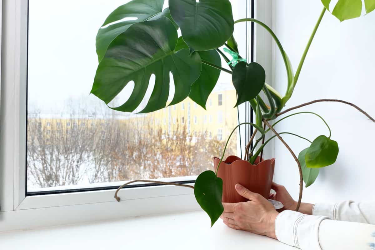 Tieto tri izbové rastliny upokojujú vlhký vzduch v zime v uzavretom byte a prinášajú dlhodobé prekvapenie
