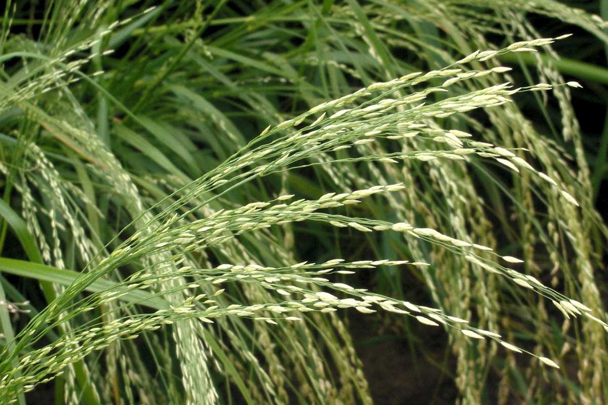 Zdroj vápnika, ktorý sa používa veľmi zriedka. Odporúča sa na kontrolu hmotnosti