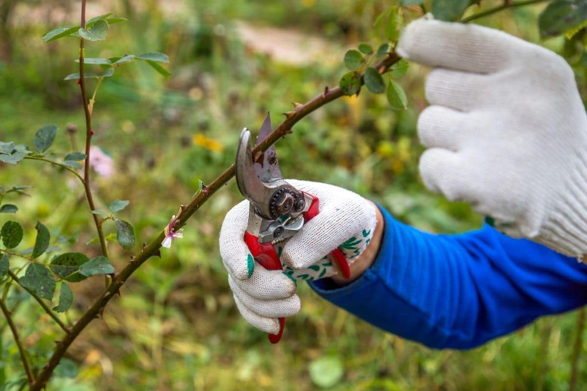 Ako správne strihať ruže, aby prežili zimu: odborník dal dôležité rady