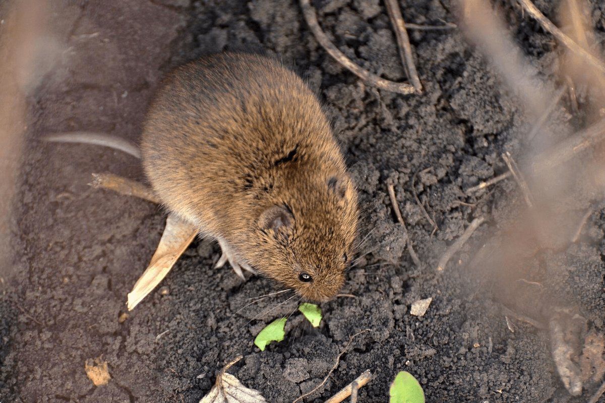Potkany a myši zmiznú navždy: ekonomický prostriedok proti hlodavcom