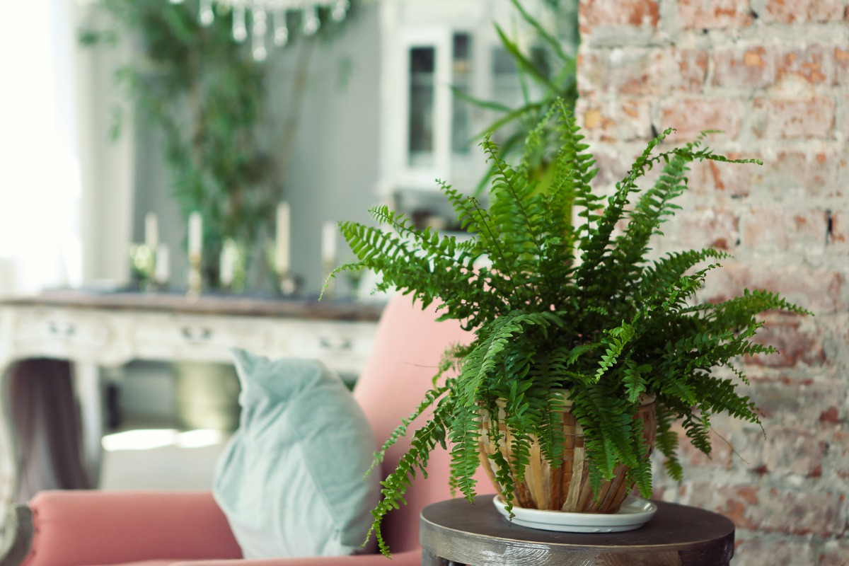 Zmiešajte v teplej vode, nechajte vychladnúť a polejte papradu. Bude zelená a bujná ako v lete