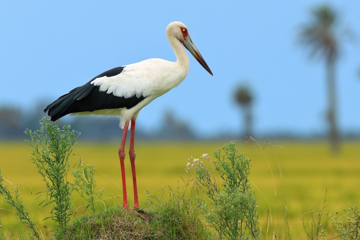 Biológovia neveria vlastným očiam: bocian zjedol 150 gumových výrobkov