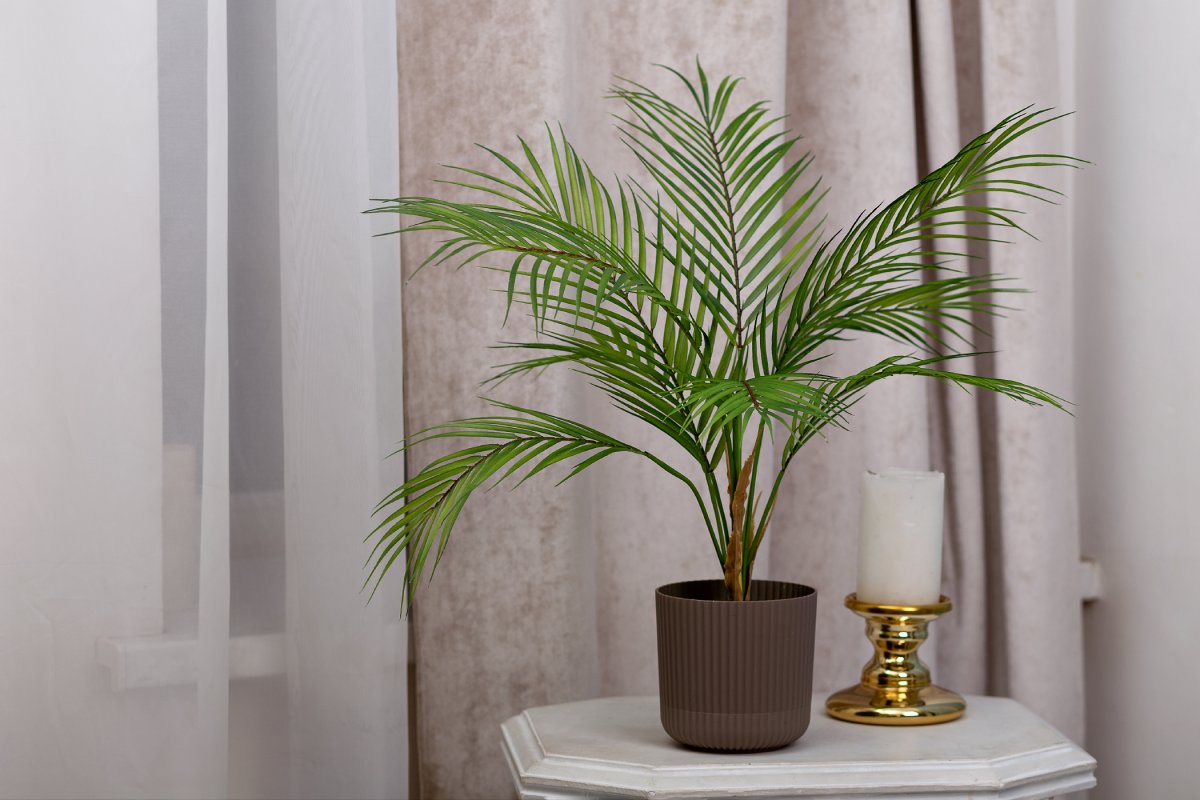 Má palma areca vysušené končeky listov? Riešenie, efekt už za 3 týždne