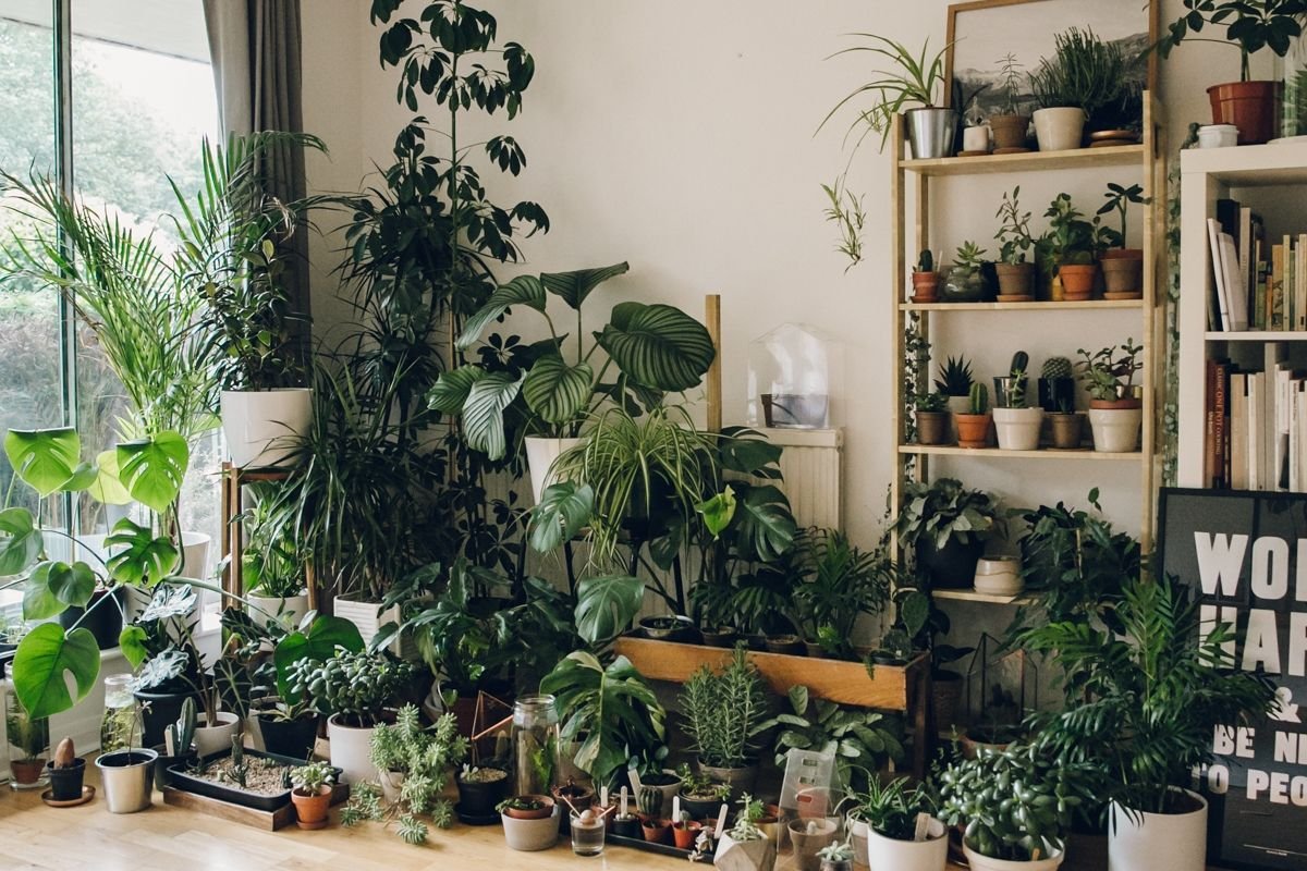 Čo znamená prítomnosť veľkého množstva rastlín v dome z hľadiska psychológie