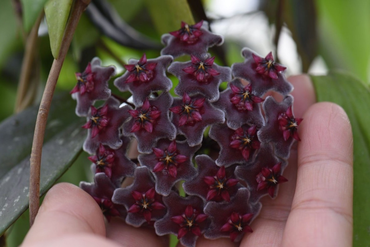 Tropická rastlina, ktorá zaujme svojou takmer čiernou farbou a neodolateľnou nočnou vôňou