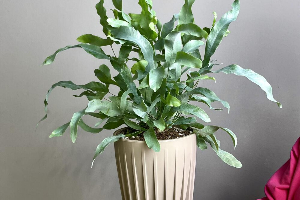 Nie je to fikus ani monstera! Táto papraď si získava domovy. Nie je náročná, ale vyzerá úžasne