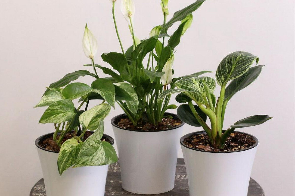 Táto jedna etiketa môže zachrániť vaše rastliny! Nákup bez nej znamená choroby a škodcov