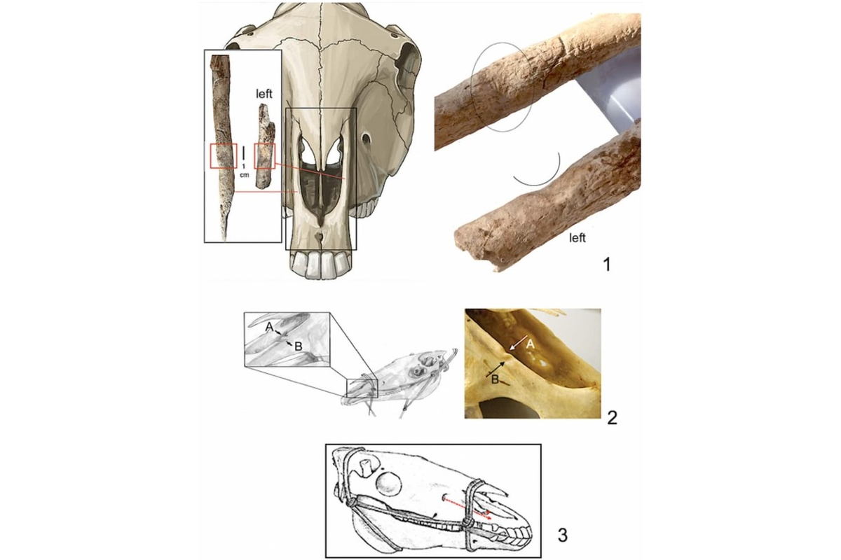 Nájdená najstaršia mulica v Európe, zabitá a pochovaná spolu so ženou pred 2700 rokmi v ranom železnom veku