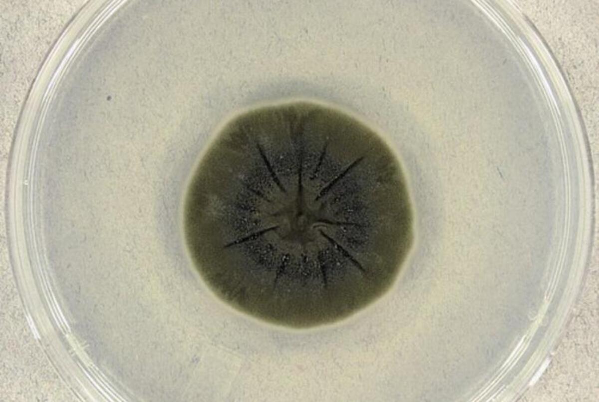 Huby z Černobylu prekvapili vedcov. Vzbudili záujem vesmírnych agentúr