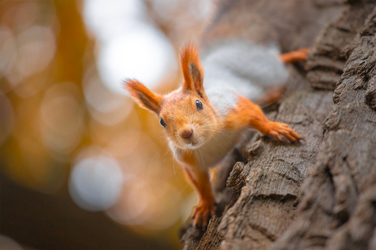 Nevedeli sme to o veveričkách. Môžu byť kruté.