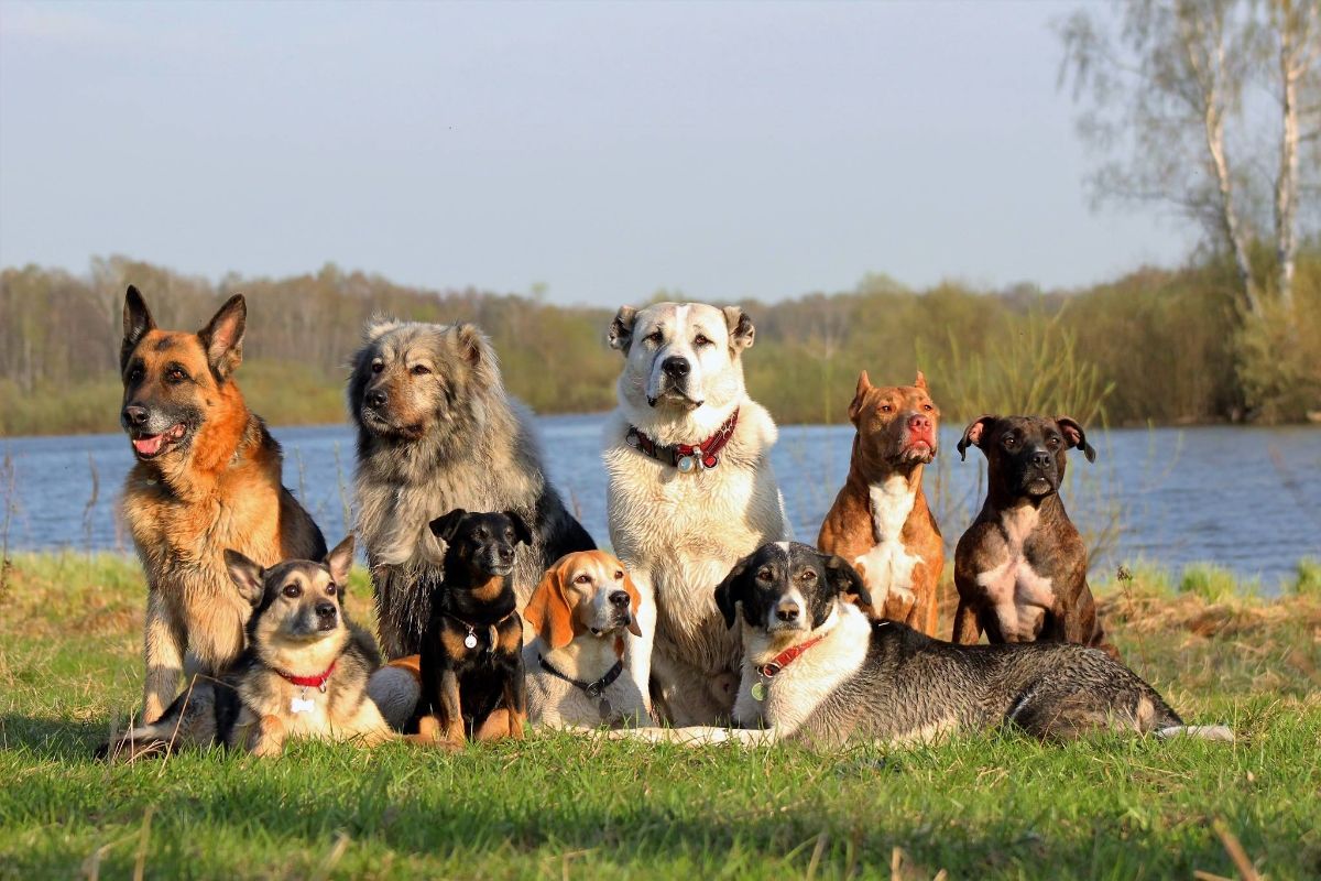 Toto sú najláskavejšie plemená psov: ktoré z nich je na prvom mieste?