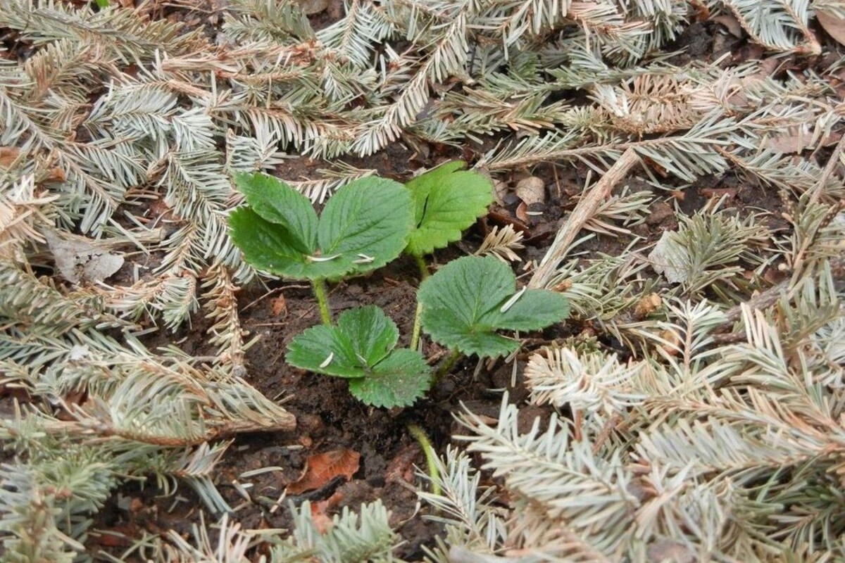 Záhradníci ho radi používajú na mulčovanie v zime. Chráni rastliny, stará sa o pôdu a potláča burinu.