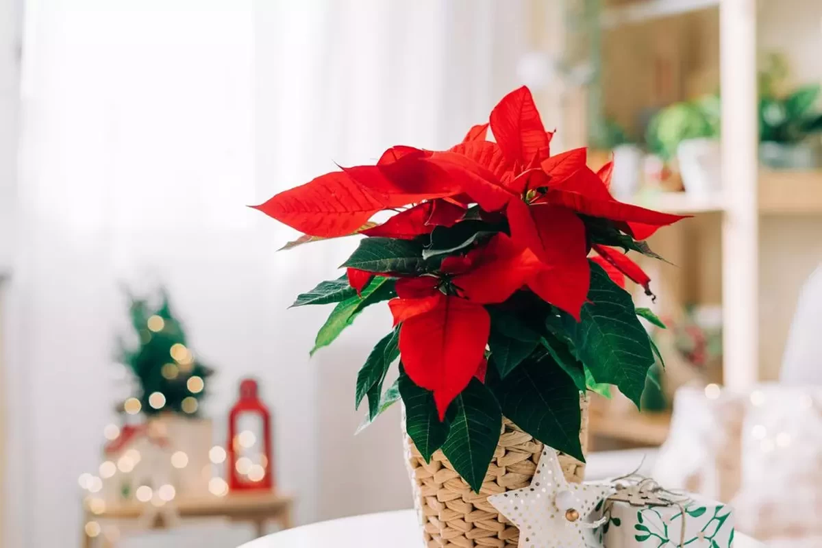 Kľúče k zachovaniu vianočnej kvetiny v domácich podmienkach