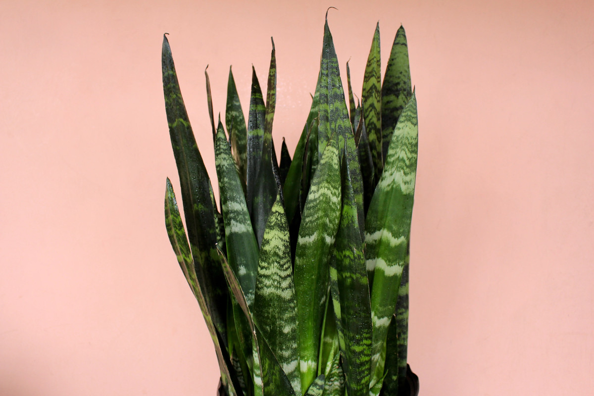 Stačí 2 polievkové lyžice raz za mesiac. Jazyk svokry nikdy nebol krajší