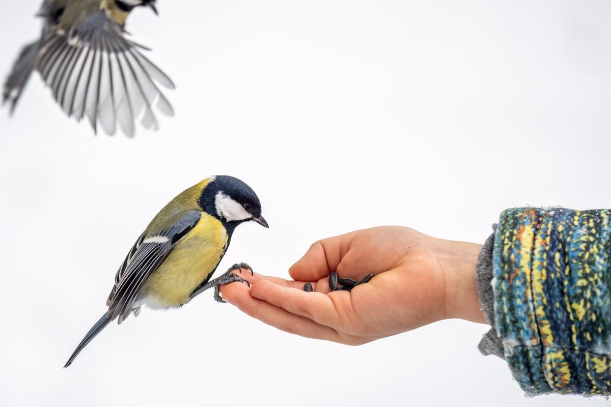 Kŕmenie vtákov – ako na to, aby sme im neublížili?