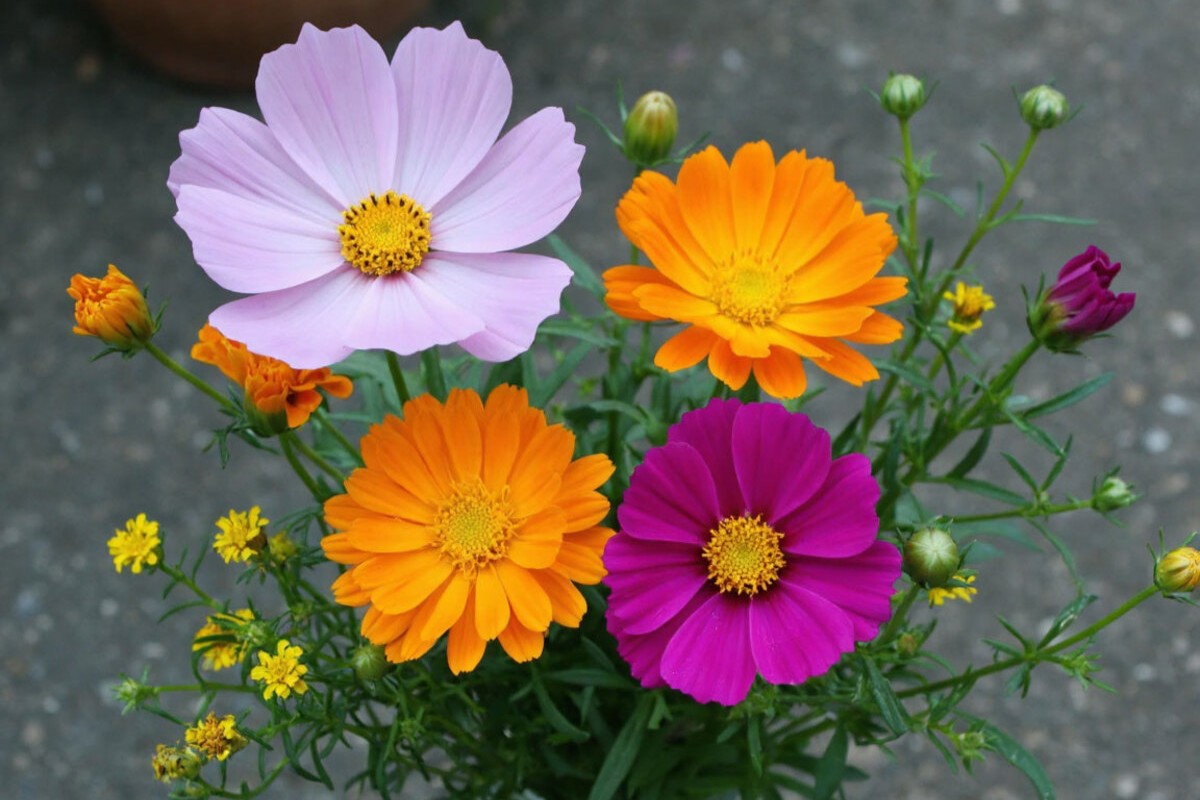 Tri ideálne rastliny na výsadbu v decembri, ktoré v lete naplnia vašu záhradu kvetmi