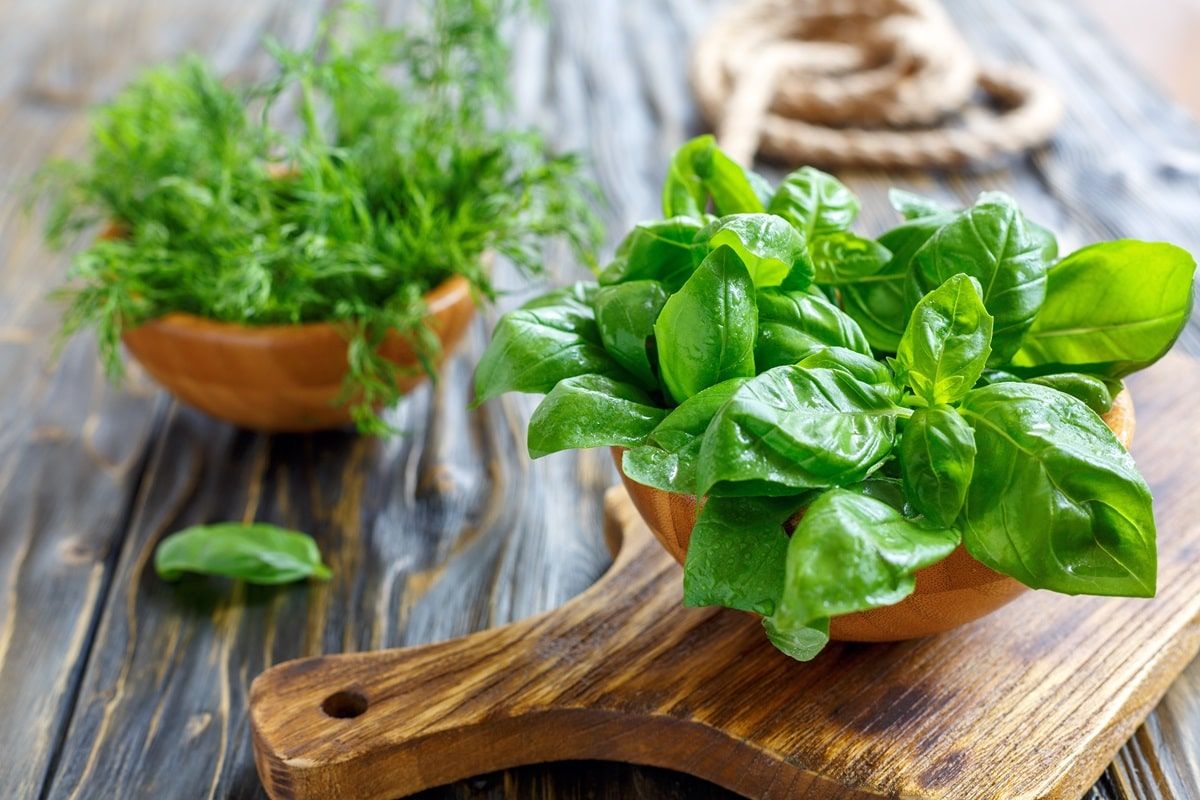 Bazalka: recepty a informácie