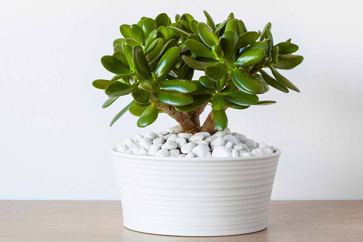 Starostlivosť o peňazové stromčeky: typy zavlažovania, čas hnojenia a prerezávania