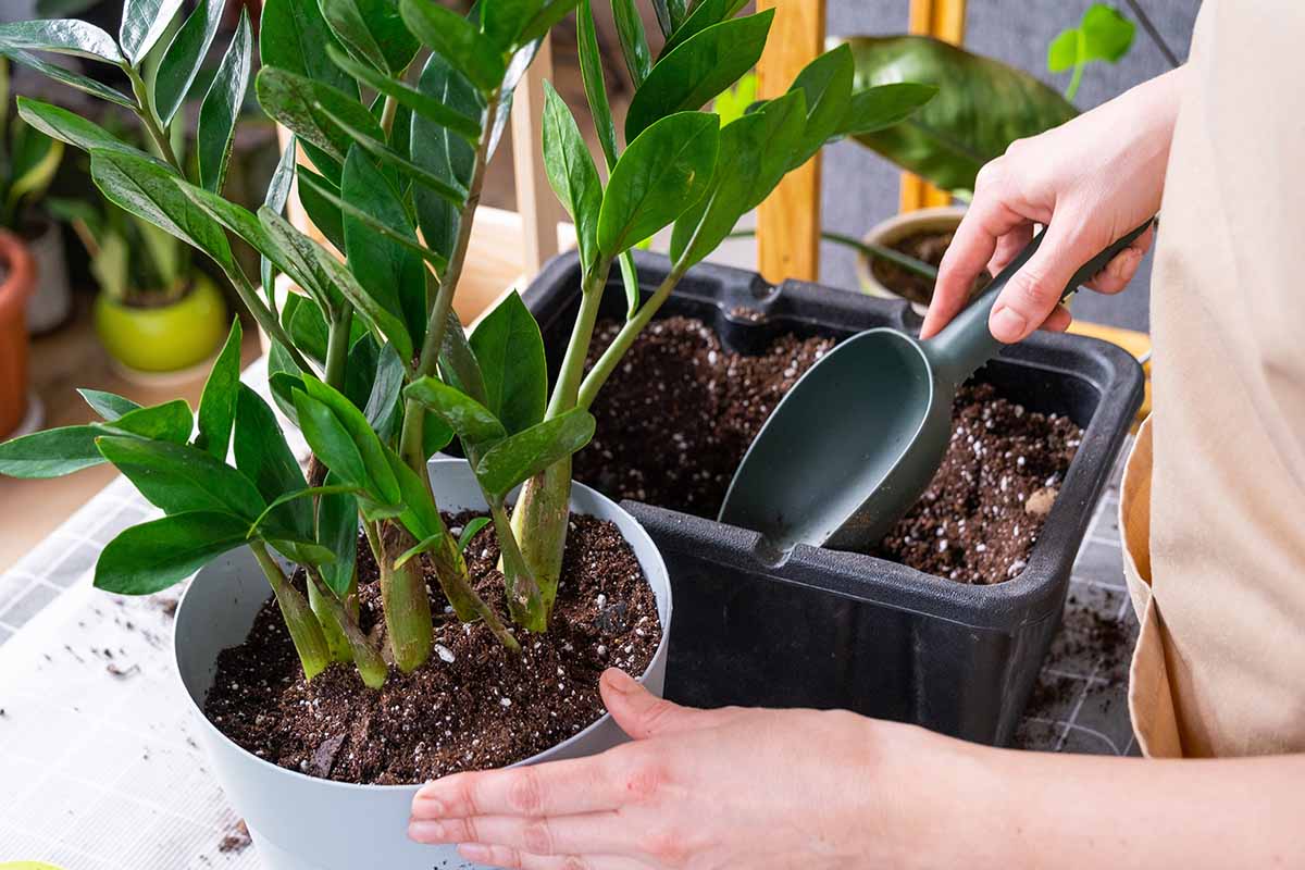 Starostlivosť o zamioculcas: ideálna rastlina pre začiatočníkov, ktorú nezabijú ani zabudliví majitelia