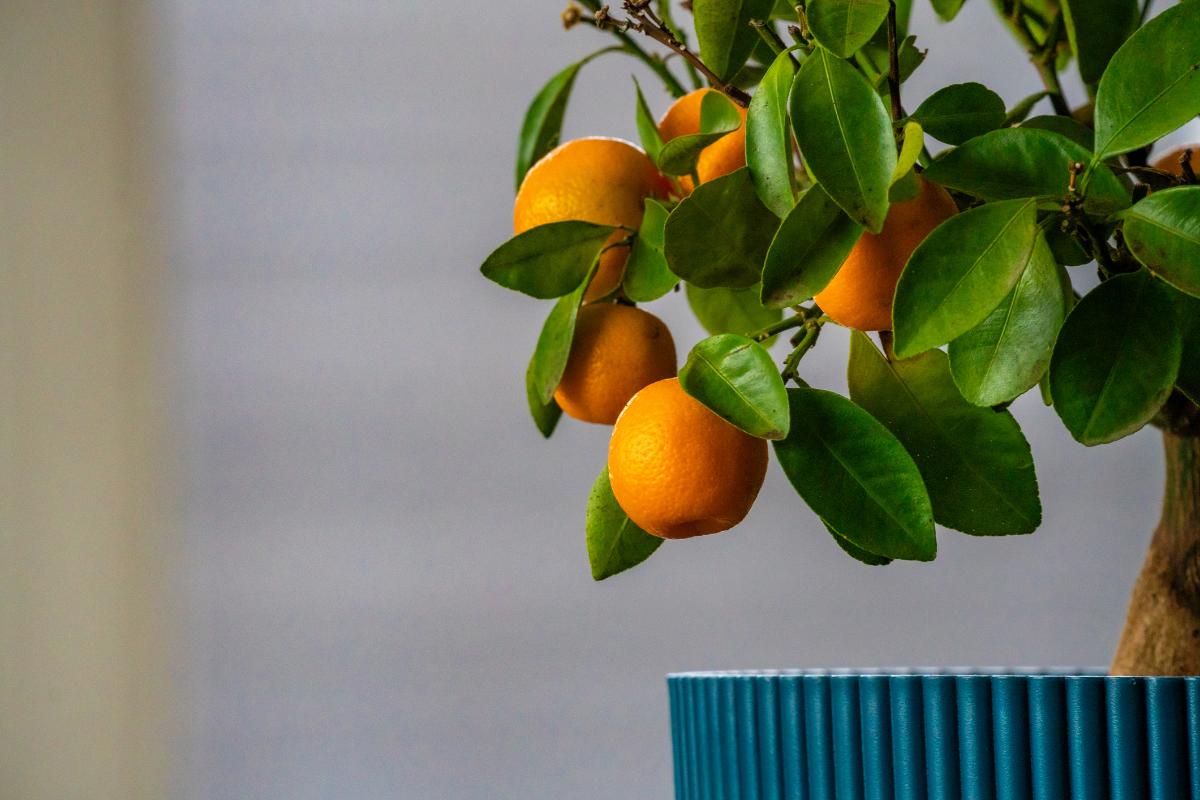 Strom, ktorý rodí ovocie, rastie v črepníku a je symbolom šťastia: aký je to strom a prečo sa odporúča