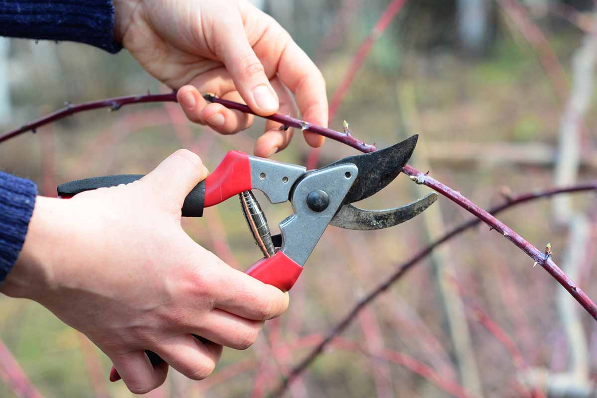 Aké rastliny je vždy potrebné strihať v decembri: záhradníci vymenovali 10 rastlín, ktoré je potrebné strihať v decembri.