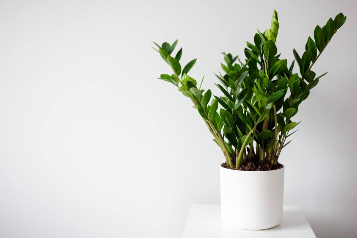 Posypte to na zamioculcas a listy ožijú. Jednoduchý trik z kuchynskej skrinky