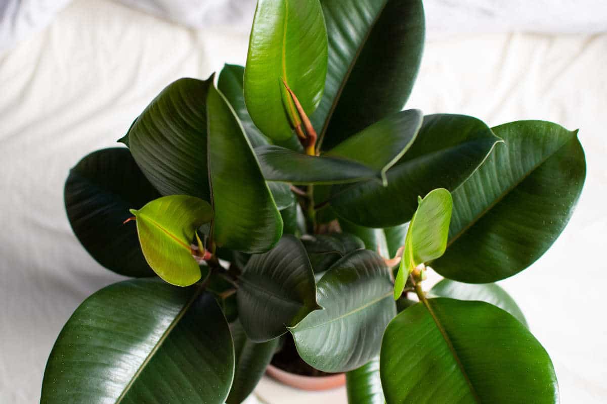 Tieto 3 izbové rastliny sú nálezom pre zabudlivých ľudí. Nevadia im ani zanedbané polievanie.