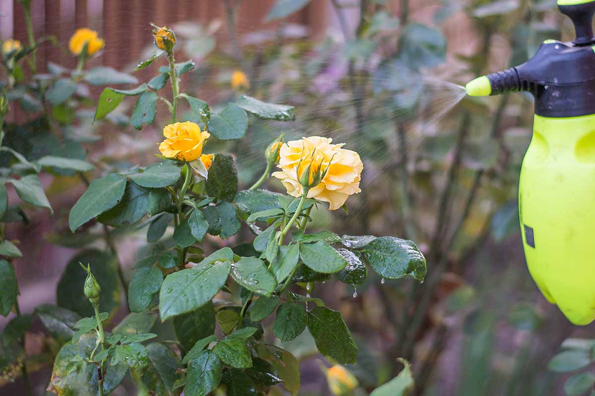 Ako pripraviť prírodný prostriedok na ochranu ruží pred voškami a kokónmi