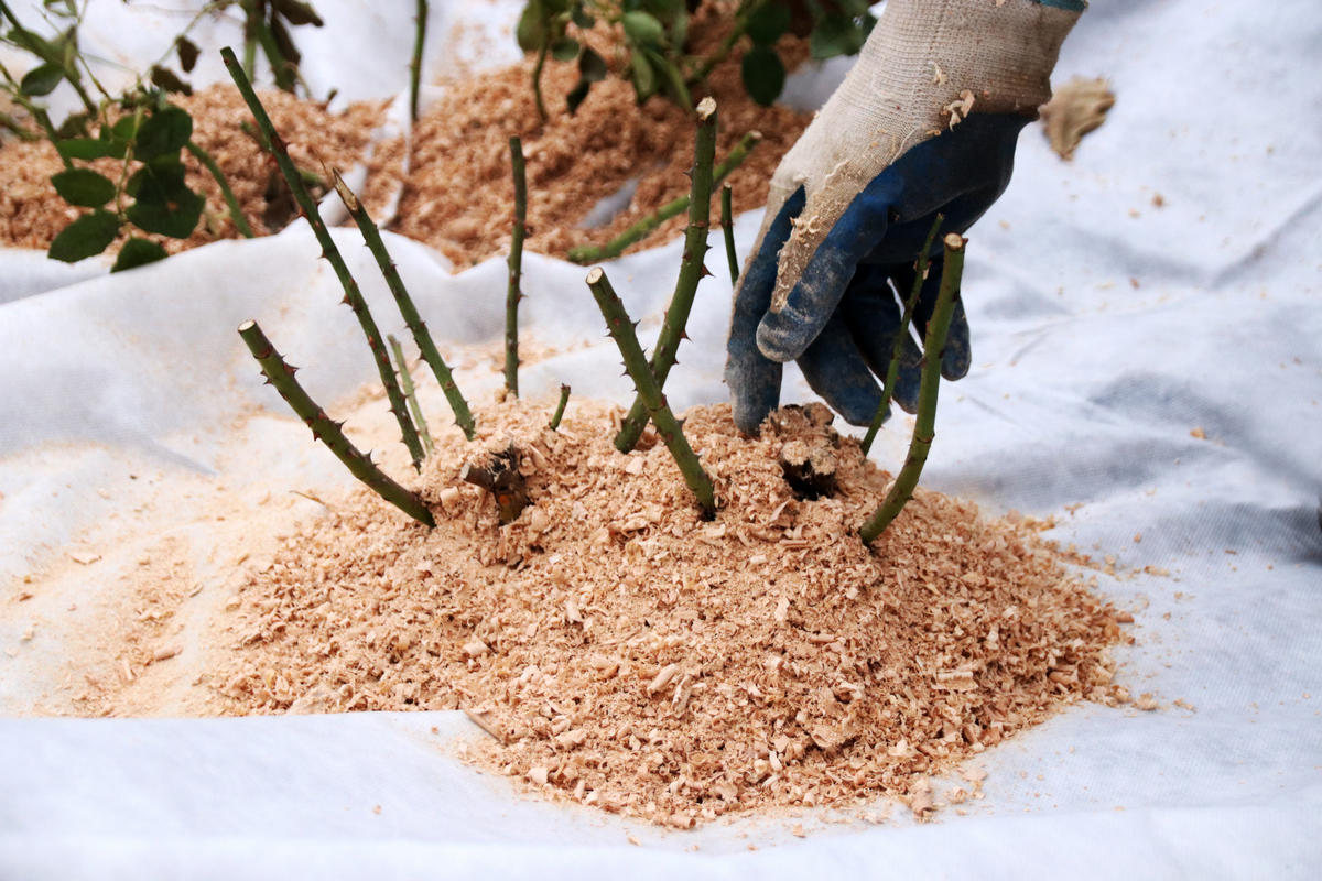 Môžete použiť suché lístie, slamu alebo kôru, aby vaše rastliny nezahynuli pri prvých mrazoch