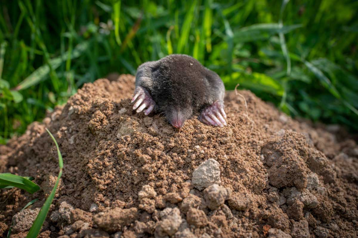 Pôdu z krtiniek môžete využiť v záhrade. Stačí ju trochu obohatiť