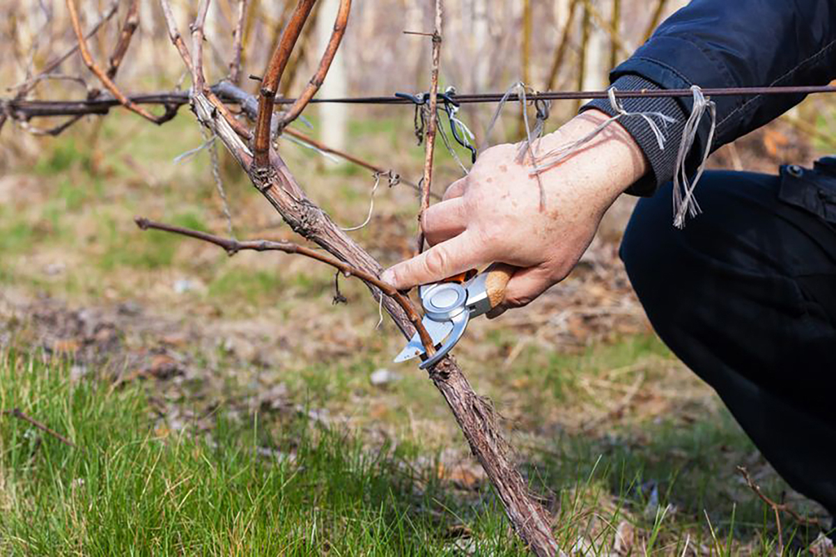 Zimné prerezávanie viniča. Kedy je najlepšie ho vykonávať – v decembri alebo v januári?