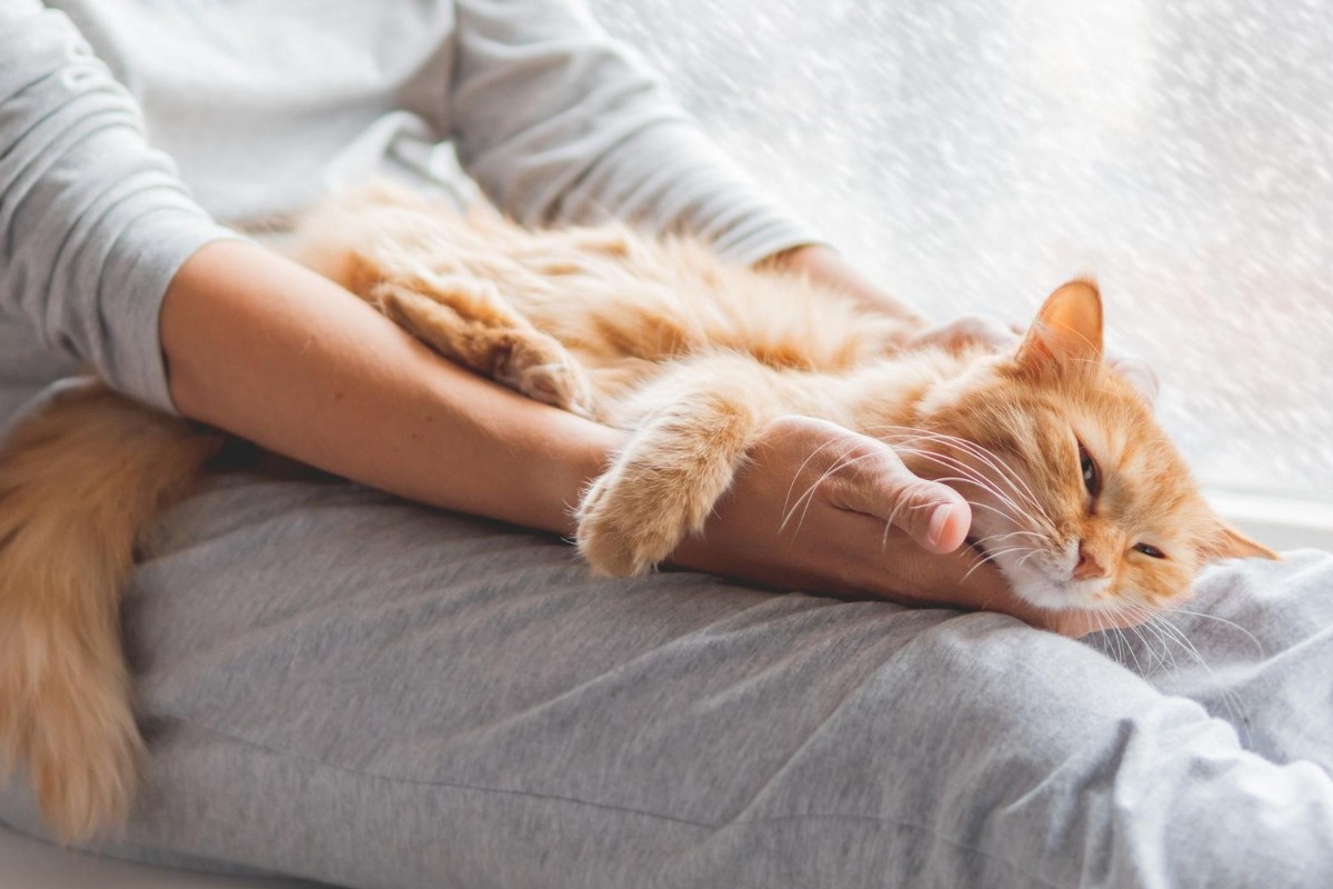 Odborníci na zvieratá varujú všetkých, ktorí majú mačky: „Nesmiete nútiť mačky, ktoré odmietajú...“