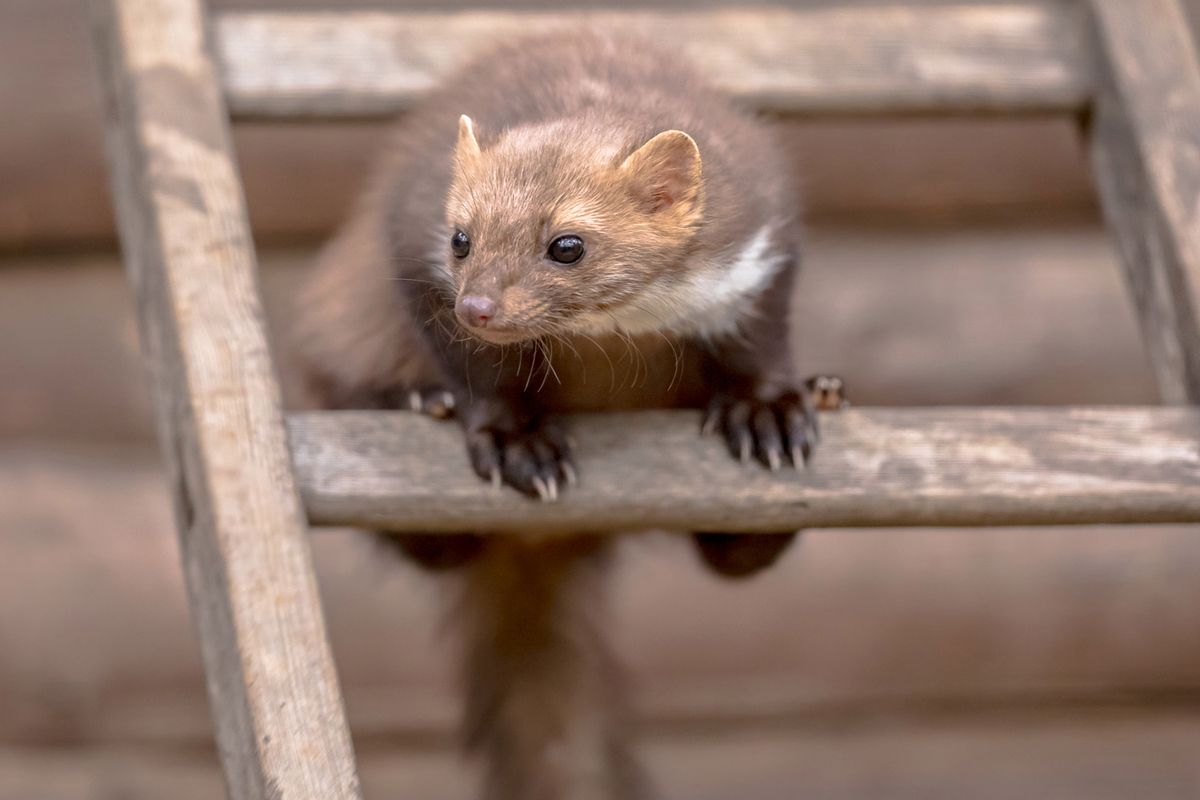 Rozložte ich na povale, v pivnici a v garáži. Lasice sa ani nepriblížia