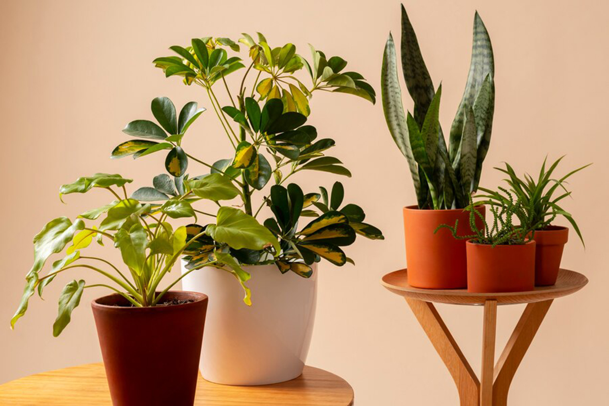 Ako sa zbaviť stonožiek? Namiesto toho, aby ste ich pridali do obeda, pridajte ich do kvetináča. Škodcovia budú padať jeden po druhom