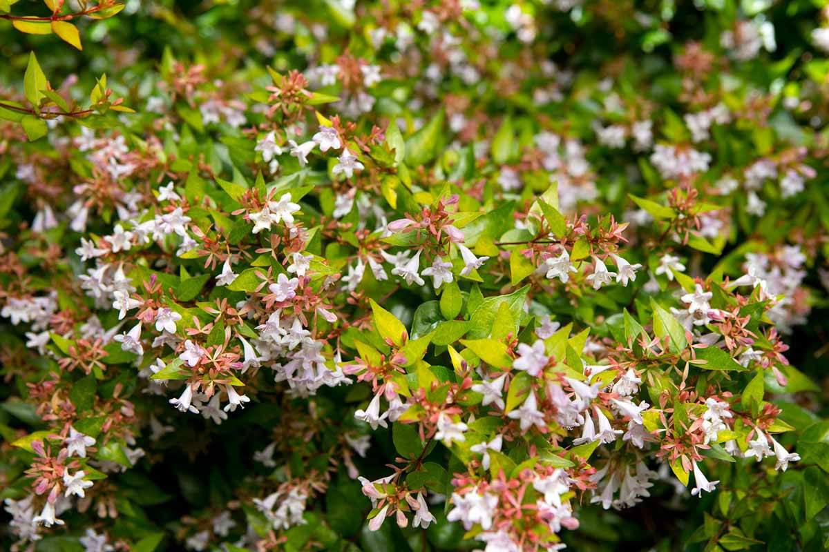 Rastlina, ktorú odporúčajú všetci záhradníci: tajomstvo nepretržitého kvitnutia abelie