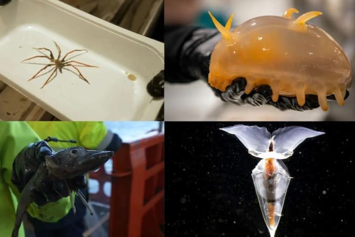 Objav storočia: v Antarktíde objavili doteraz neznáme vodné živočíchy