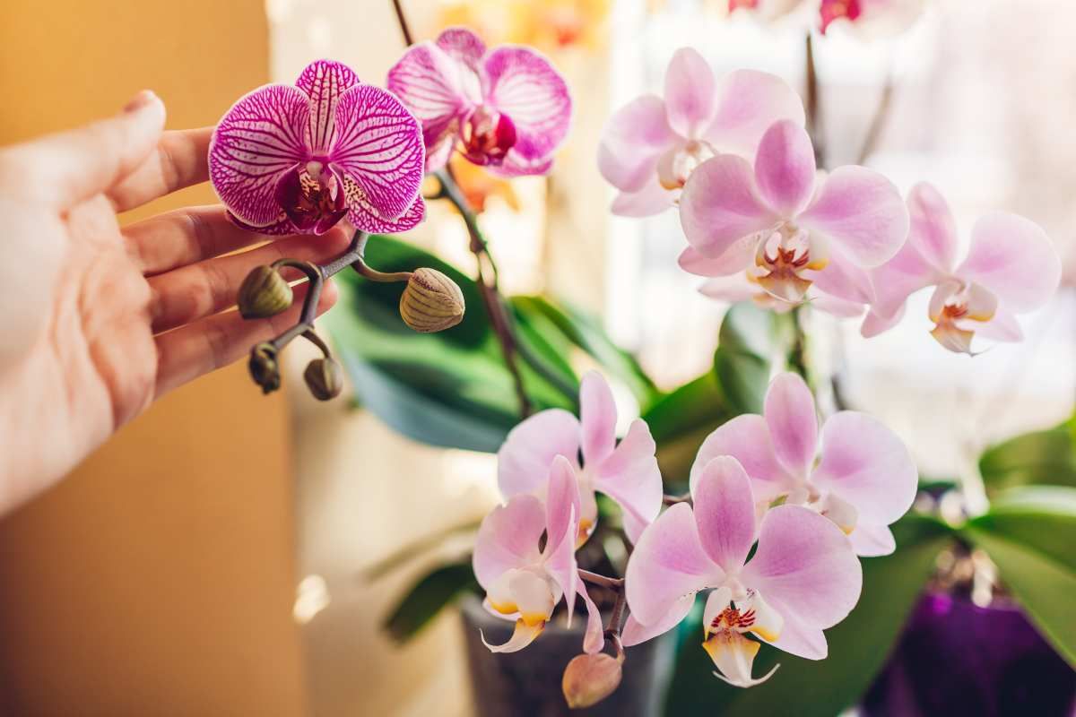 Zavarte a dajte orchidei. Trik s obrúskom – záruka nových púčikov