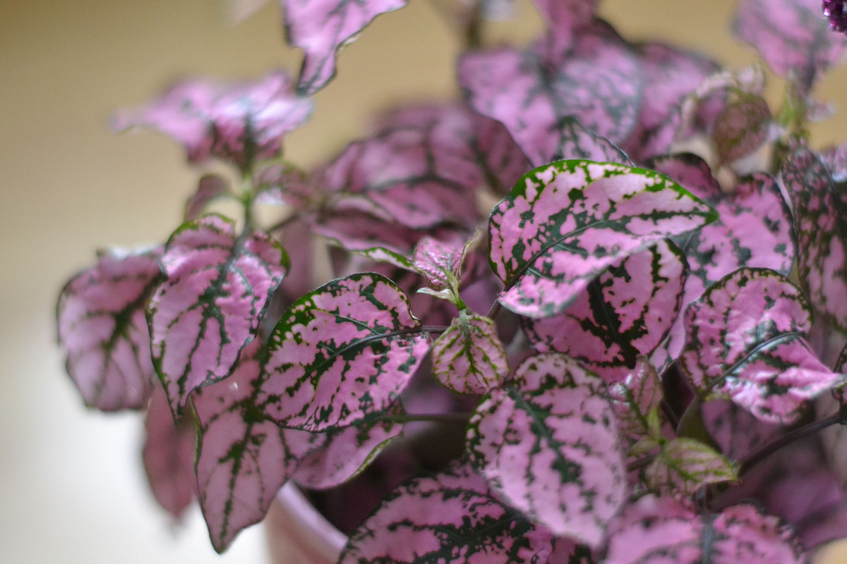 Hypoestes: zistite, ako sa oň starať, a pochopte, prečo je to jedna z najatraktívnejších rastlín do domácnosti