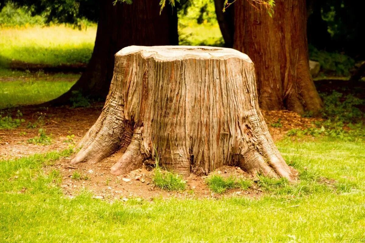 Nalejte ho na pň a nezostane po ňom ani stopa. Ťažká technika nie je potrebná