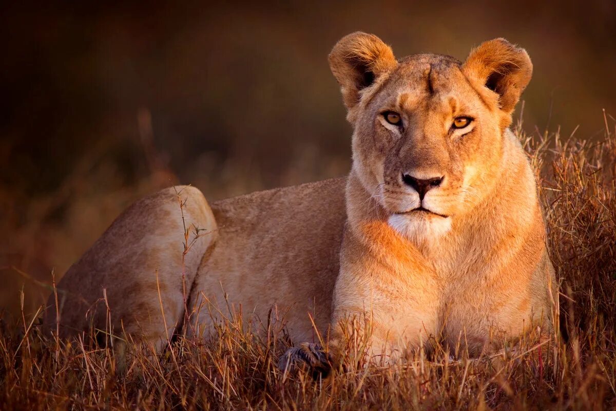 Zásah do života levice na ochranu stáda: stratégia zachovania druhu.