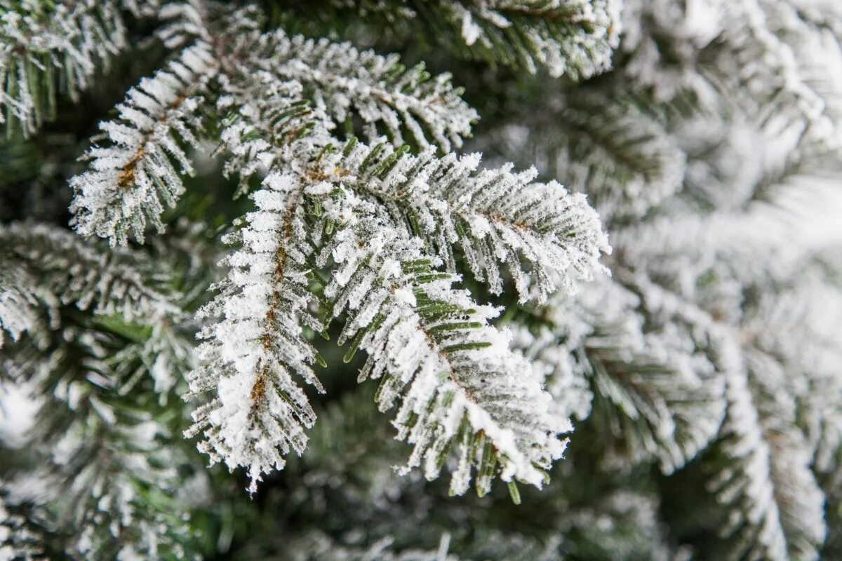 Kúpte si zlý stromček a po sviatkoch budete ľutovať. Odborníci prezrádzajú, ktorý stromček je katastrofou!