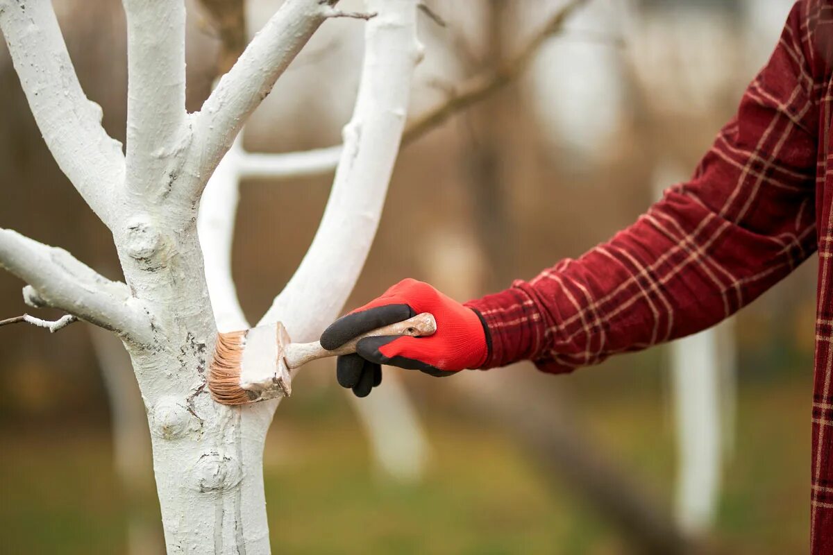 Patent záhradníkov na bielenie stromov. Pridávajú vápno, aby lepšie chránili kôru